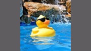 Twin Dolphin Pool & Spa