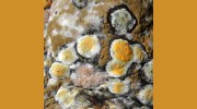 Stern Mold