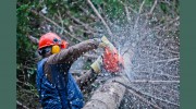 Jacksonville NC Tree Service