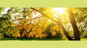 Able Tree Service