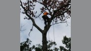 All American Tree Service
