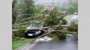 Fort Wayne Tree Service
