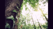 Great Dane Tree Experts