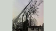 Carol's Tree Service