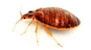 C & C Pest Control