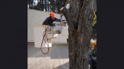 Kevin Holden Tree Trimming & Removal