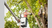 Clean Cut Tree & Landscaping