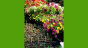 SYG Nursery & Landscaping