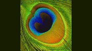 Peacock Partnership