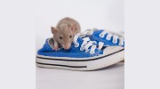 Ashcraft Termite & Pest