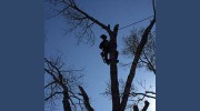 Timber Ridge Tree Service