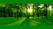 Tree King Tree Services