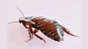Santa Rosa Exterminators