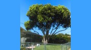 Skinner's Tree Service