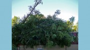 Vacaville Tree Service