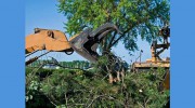 Ann Arbor Tree Removal