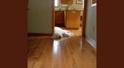 Arcata Profloor