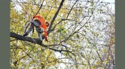 Houston Tree Service
