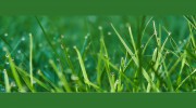 Jacob Lawn Maintenance