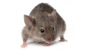 Contail Pest Control Services