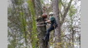 Cricket's Tree Service