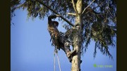 Tree Spark