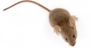 Pesky Pest Services