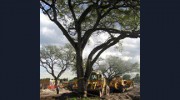 Sutton Consulting Arborist
