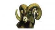 Ram Siding