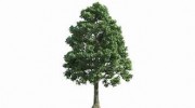 Lindbergh's Tree Service Greensboro
