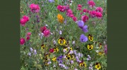 Billings Nursery & Landscaping