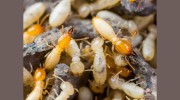 A-Team Termite & Pest Control