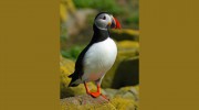 Puffin Rugs