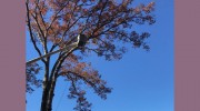 Affordable Tree Care Of Asheville