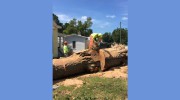 Trees Of Carolina
