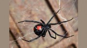 Surefire Pest Control