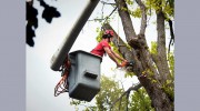 Rochester Tree Service