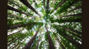 AAA Emergency Tree Service