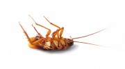 Spearhead Pest Control