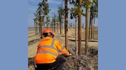 West Coast Arborists