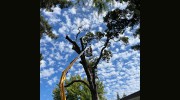 Criss Tree Care