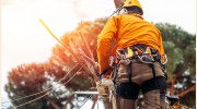 Donovan Arborists