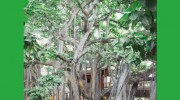 Tree Solutions & Environmental Consulting Services