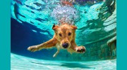 No Worries Pool Care