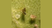 Pest Options