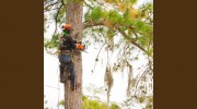 SkyFrog Tree Service