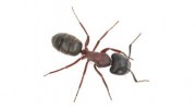 Action Pest Control