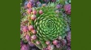 Hawkeye Landscape Design