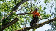 Arborsmith Pro Tree Service