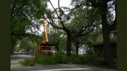 Las Vegas Tree Trimmers